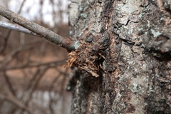 Dryocosmus floridensis