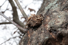 Dryocosmus floridensis