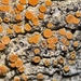 Firedot Lichen - Photo (c) Tomás Curtis, some rights reserved (CC BY-NC), uploaded by Tomás Curtis