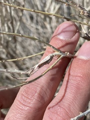 Gnorimoschema octomaculella