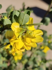 Coronilla valentina