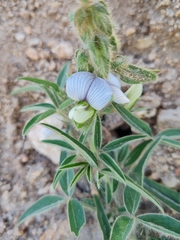 Crotalaria burkeana
