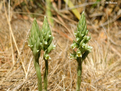 Brachystele unilateralis