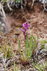 Pedicularis trichoglossa