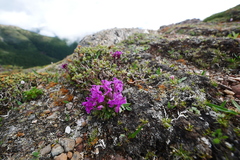 Pedicularis przewalskii