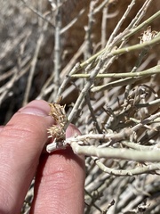 Rhopalomyia utahensis