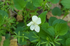 Viola striata