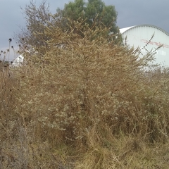 Buddleja sessiliflora