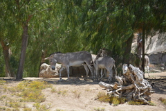 Equus africanus somaliensis