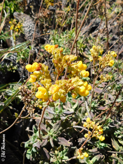 Calceolaria integrifolia