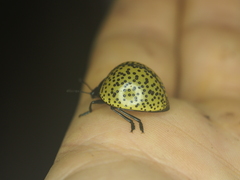 Aegithus burmeisteri