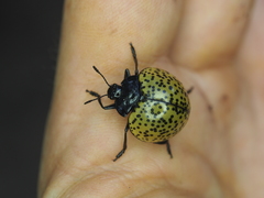 Aegithus burmeisteri