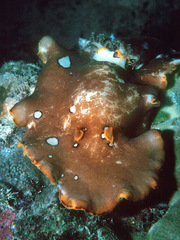 Platydoris ocellata