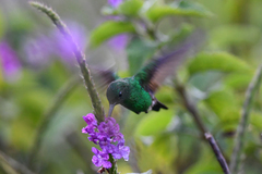 Microchera cupreiceps