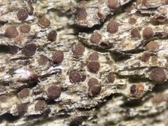 Lecanora saligna