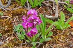 Pedicularis siphonantha