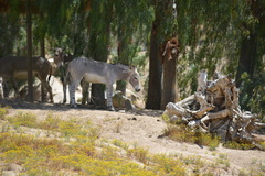 Equus africanus somaliensis