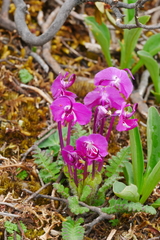 Pedicularis siphonantha