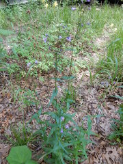Penstemon tenuis