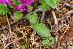Pedicularis siphonantha