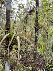 Tillandsia polystachia