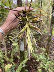 Tillandsia polystachia