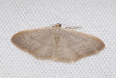 Idaea distinctaria