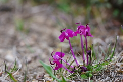 Pedicularis siphonantha