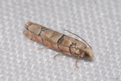 Blastesthia tessulatana