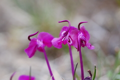 Pedicularis siphonantha