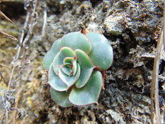 Echeveria longissima