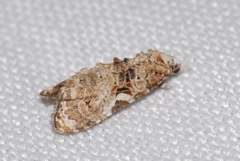 Phtheochroa rugosana