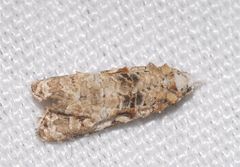 Phtheochroa rugosana