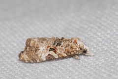 Phtheochroa rugosana