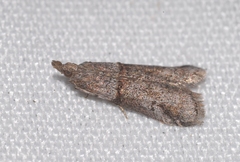 Acrobasis obliqua
