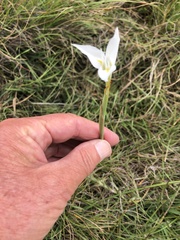Moraea albicuspa