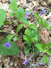 Viola rostrata