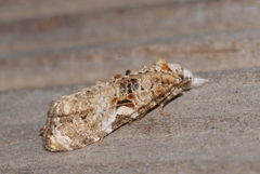 Phtheochroa rugosana