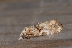 Phtheochroa rugosana