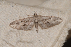 Eupithecia oxycedrata