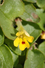 Erythranthe alsinoides