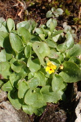 Erythranthe alsinoides