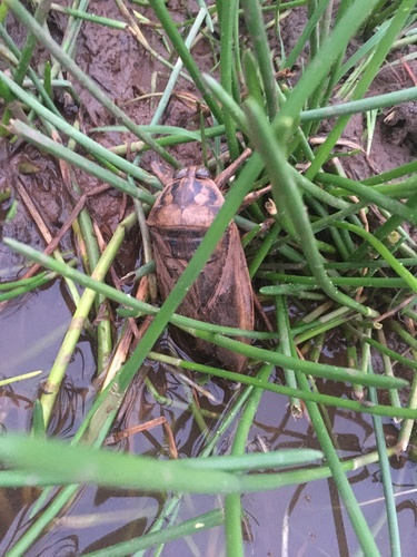 Lethocerus maximus