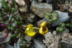 Ranunculus glareosus