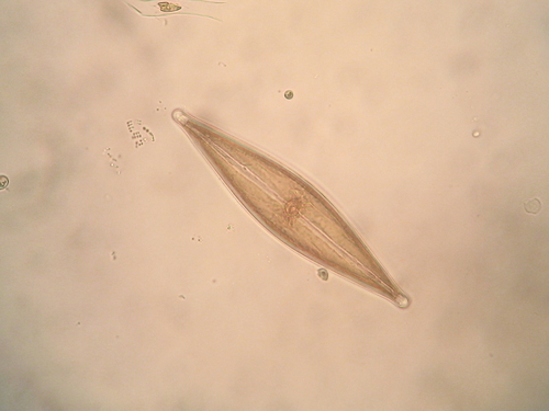 Pennate diatoms (Order Pennales) · iNaturalist