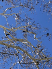 Corvus brachyrhynchos