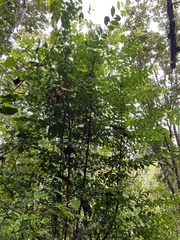 Mouriri helleri