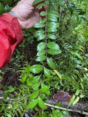 Mouriri helleri