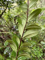 Mouriri helleri