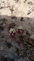 Castilleja exserta latifolia